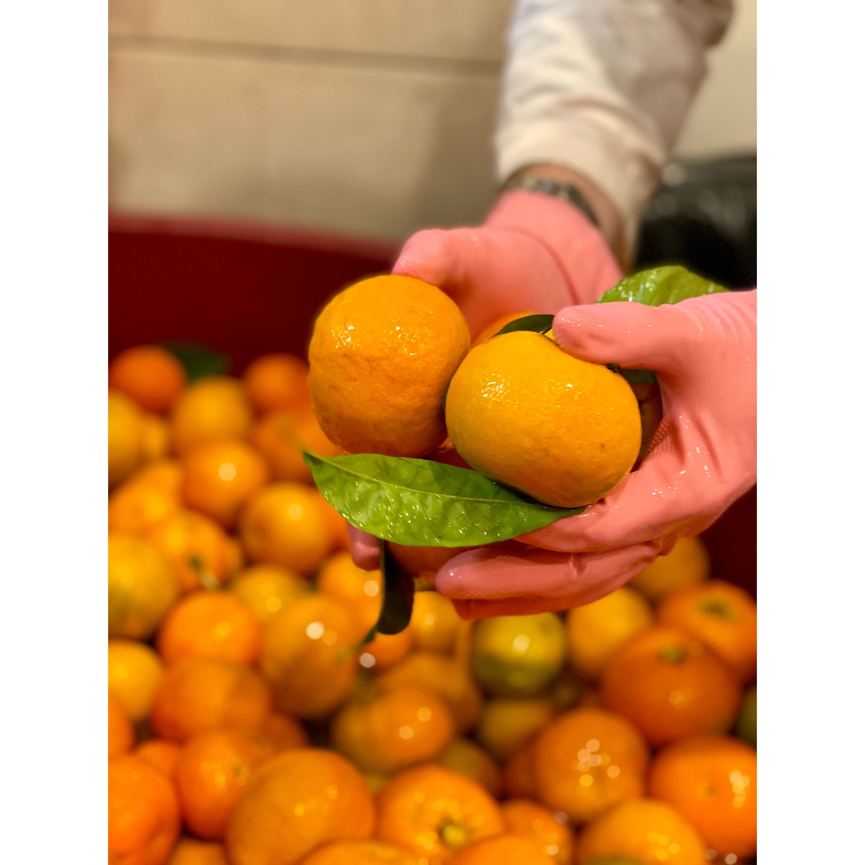 L'ORANGERIE Liqueur de Monaco 30% vol. 0,5l